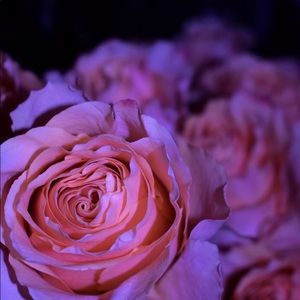 Meet your Posher, Avery